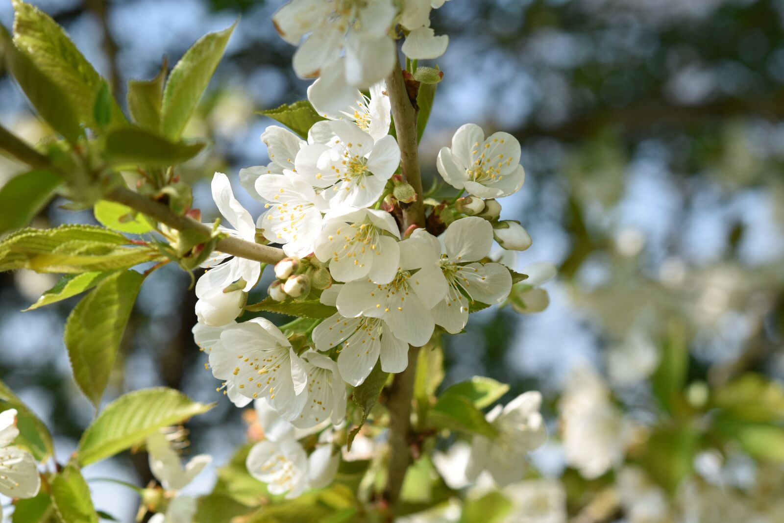 Nikon D5600 sample photo. Flowers, flowers of apple photography