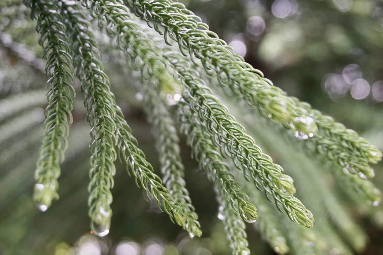 Sony E 16-50mm F3.5-5.6 PZ OSS sample photo. Rain, drop, green photography