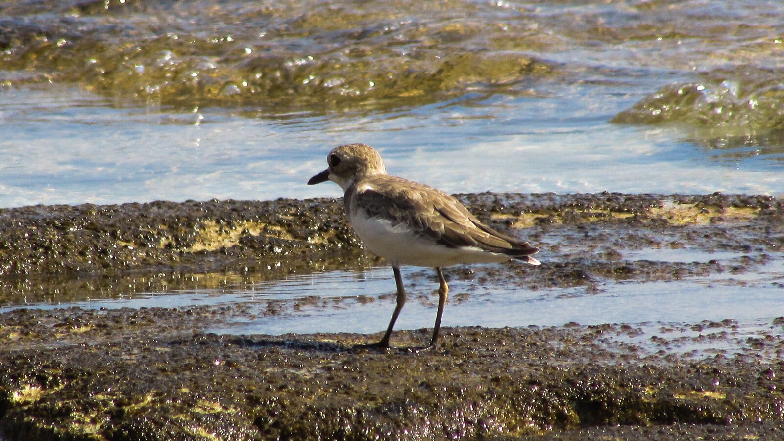Canon PowerShot SX400 IS sample photo. Sea bird, animal, sea photography