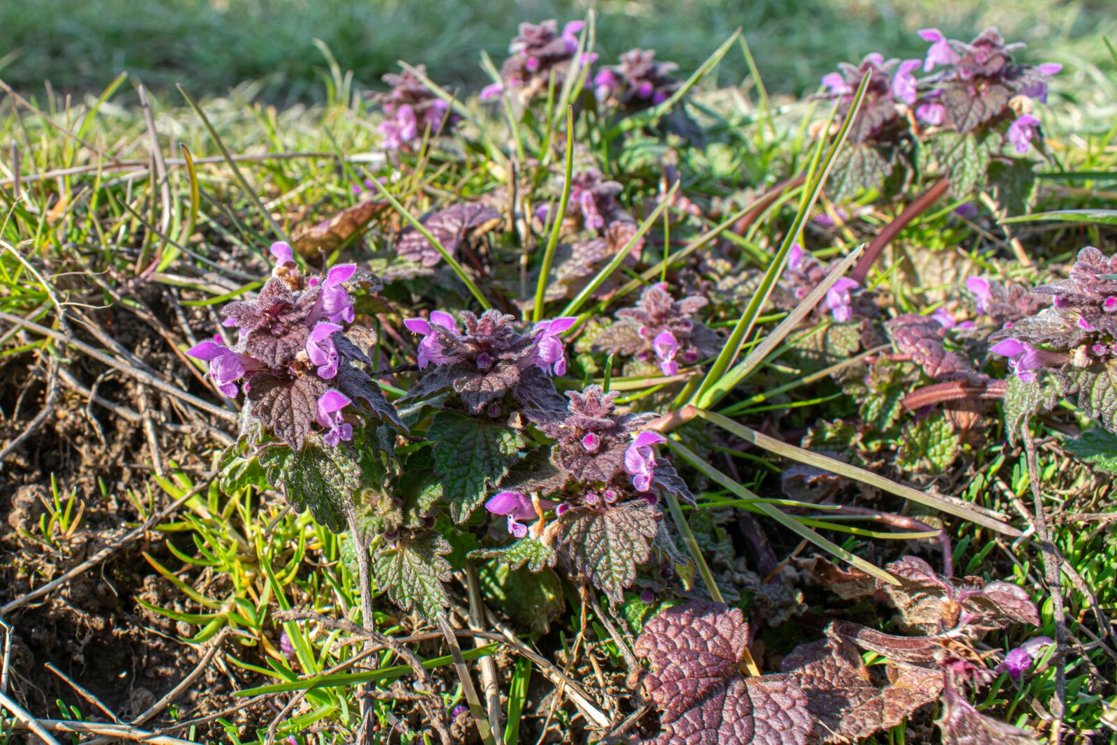 Nikon D5300 sample photo. Close up, meadow, purple photography