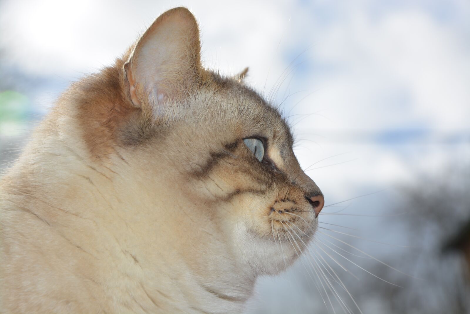 Nikon D5200 sample photo. Cat, cat head, profile photography