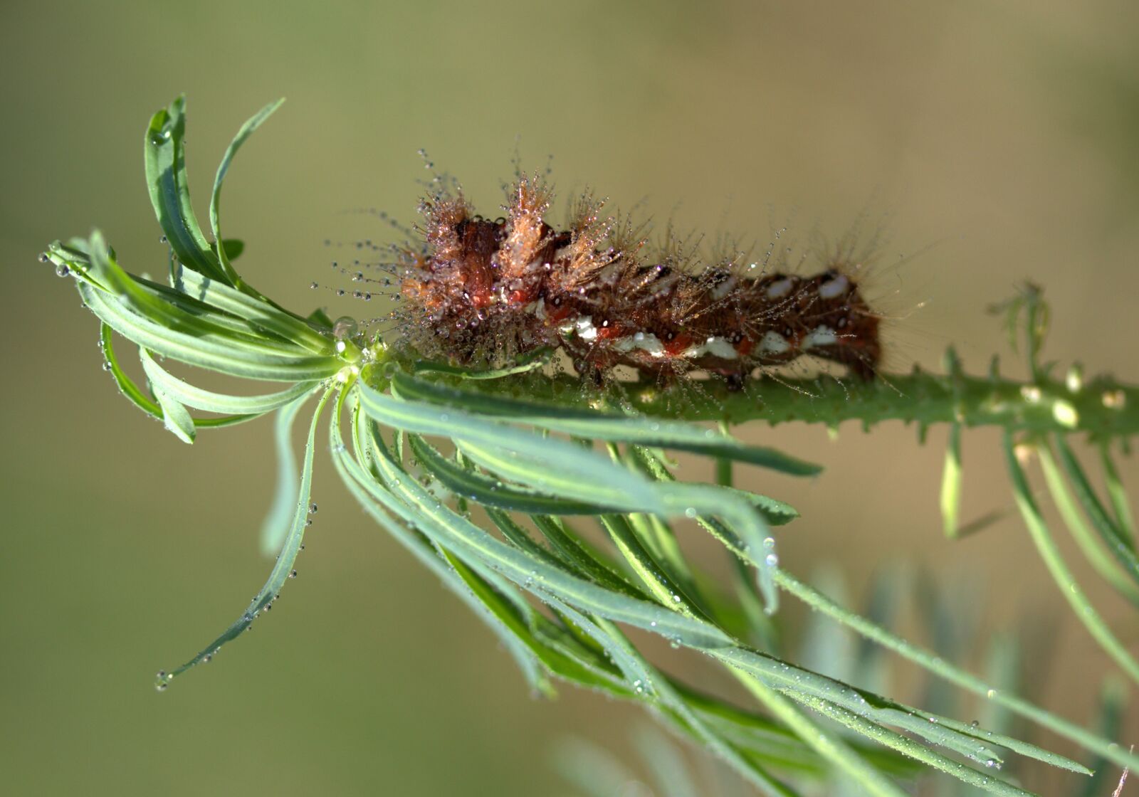 Canon EF-S 60mm F2.8 Macro USM sample photo. Caterpillar, wet, drops photography