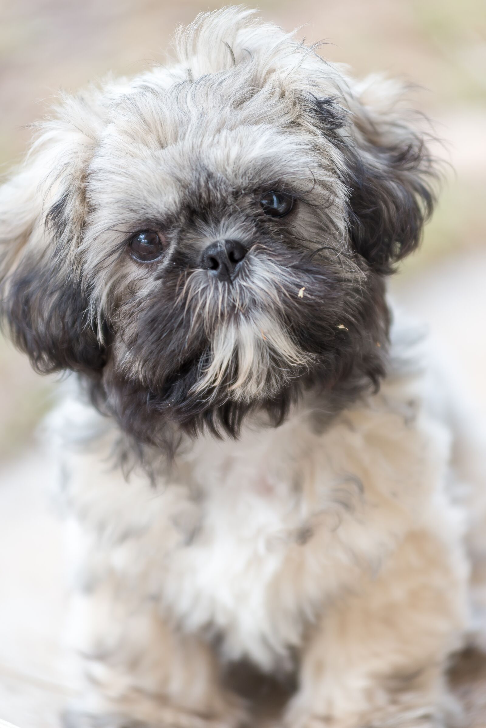 Nikon D610 sample photo. Shih tzu, puppy, animal photography