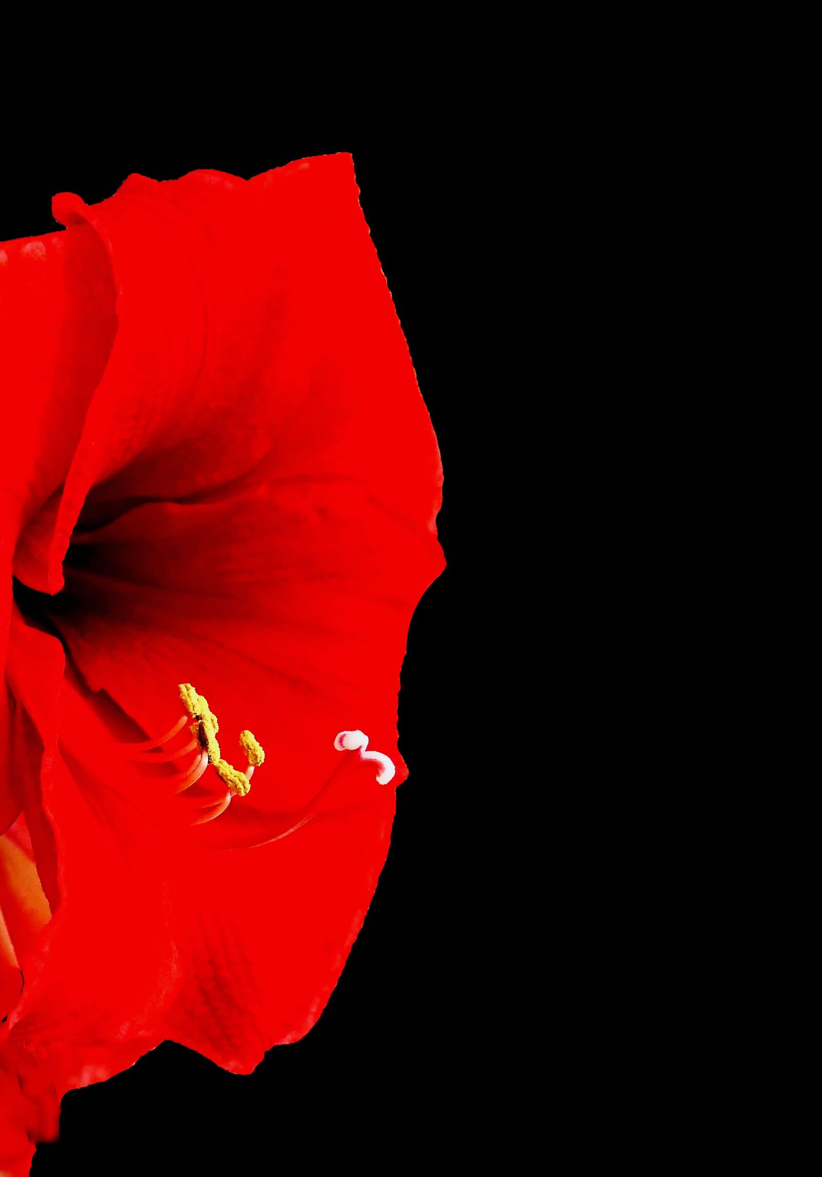 Panasonic Lumix DMC-LX10 (Lumix DMC-LX15) sample photo. Amaryllis, amaryllidaceae, plant photography
