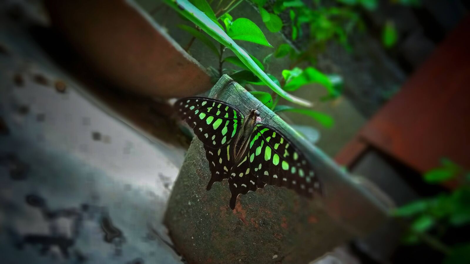 Xiaomi Redmi Note 5A sample photo. Butterfly, wing, colorful photography