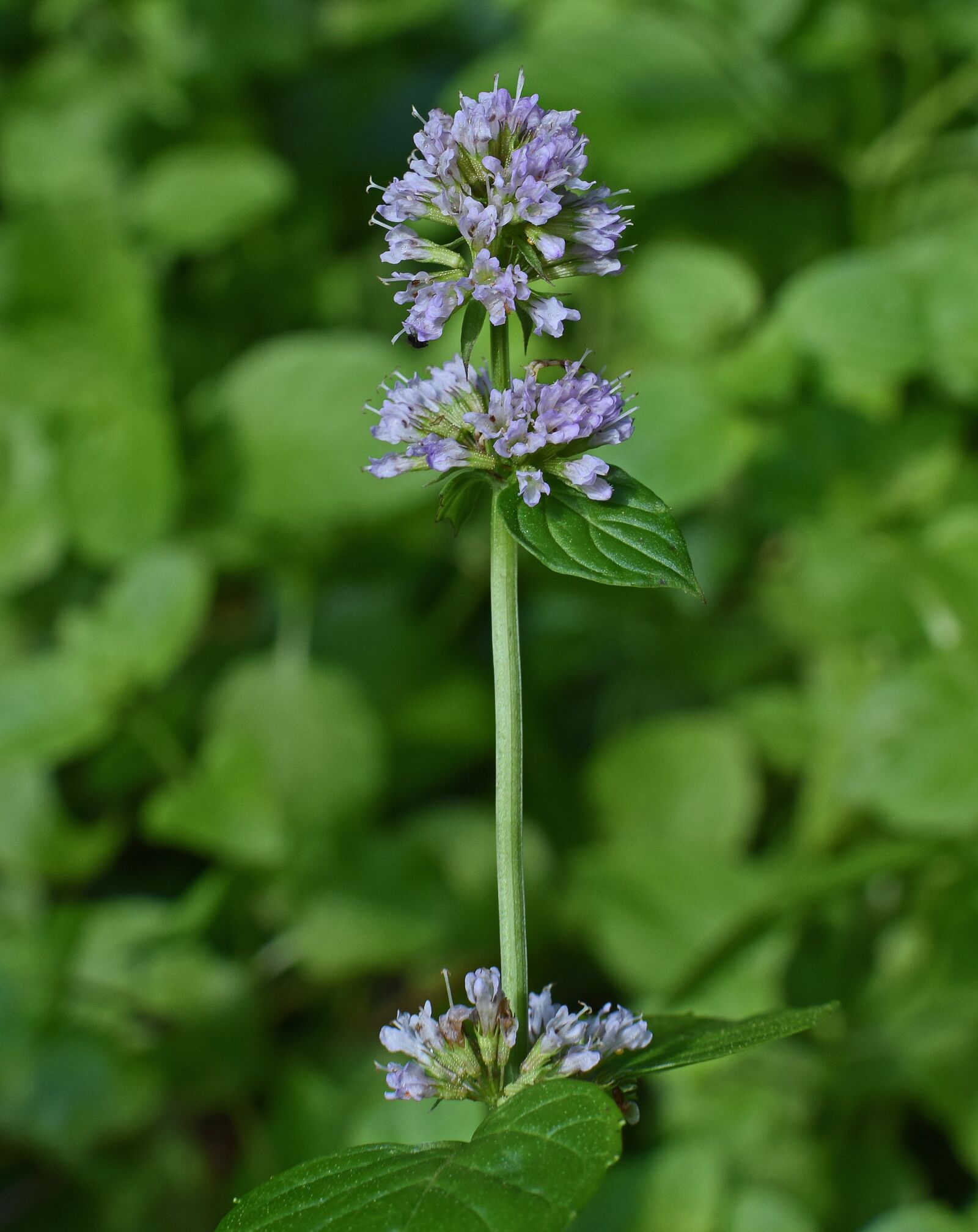 Nikon D3300 sample photo. Mint flower, mint, herb photography