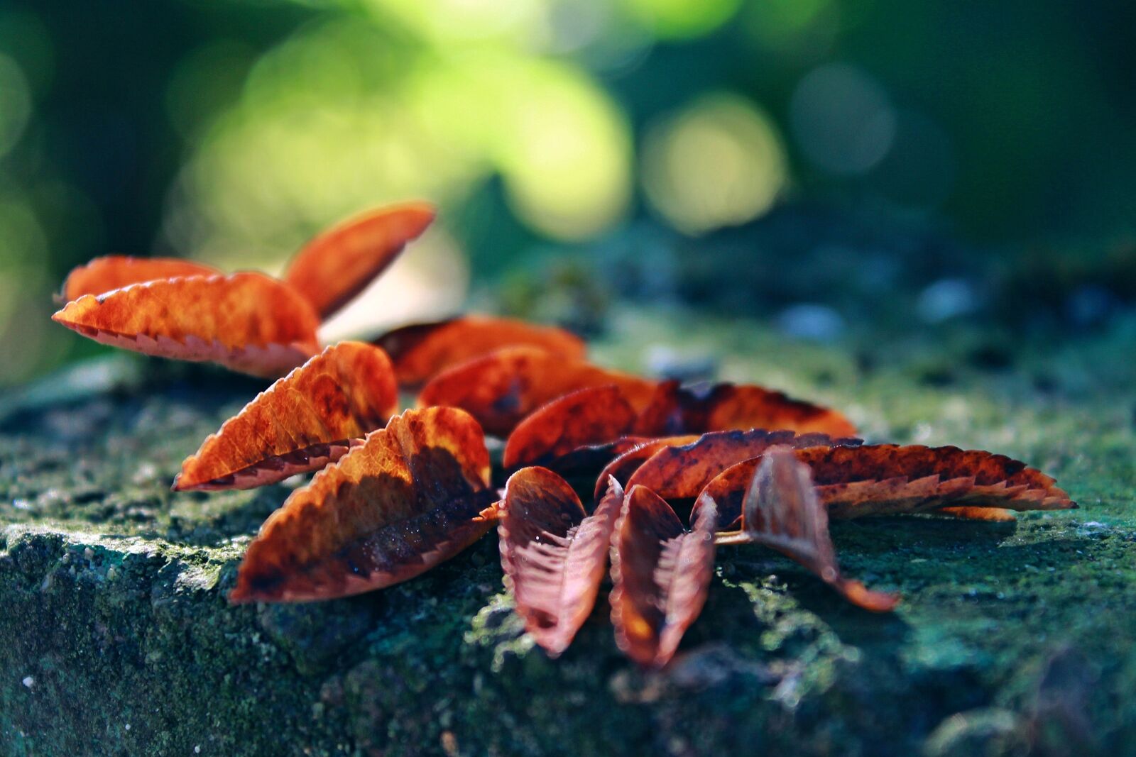 Canon EOS 1200D (EOS Rebel T5 / EOS Kiss X70 / EOS Hi) sample photo. Autumn, leaves, leaf photography