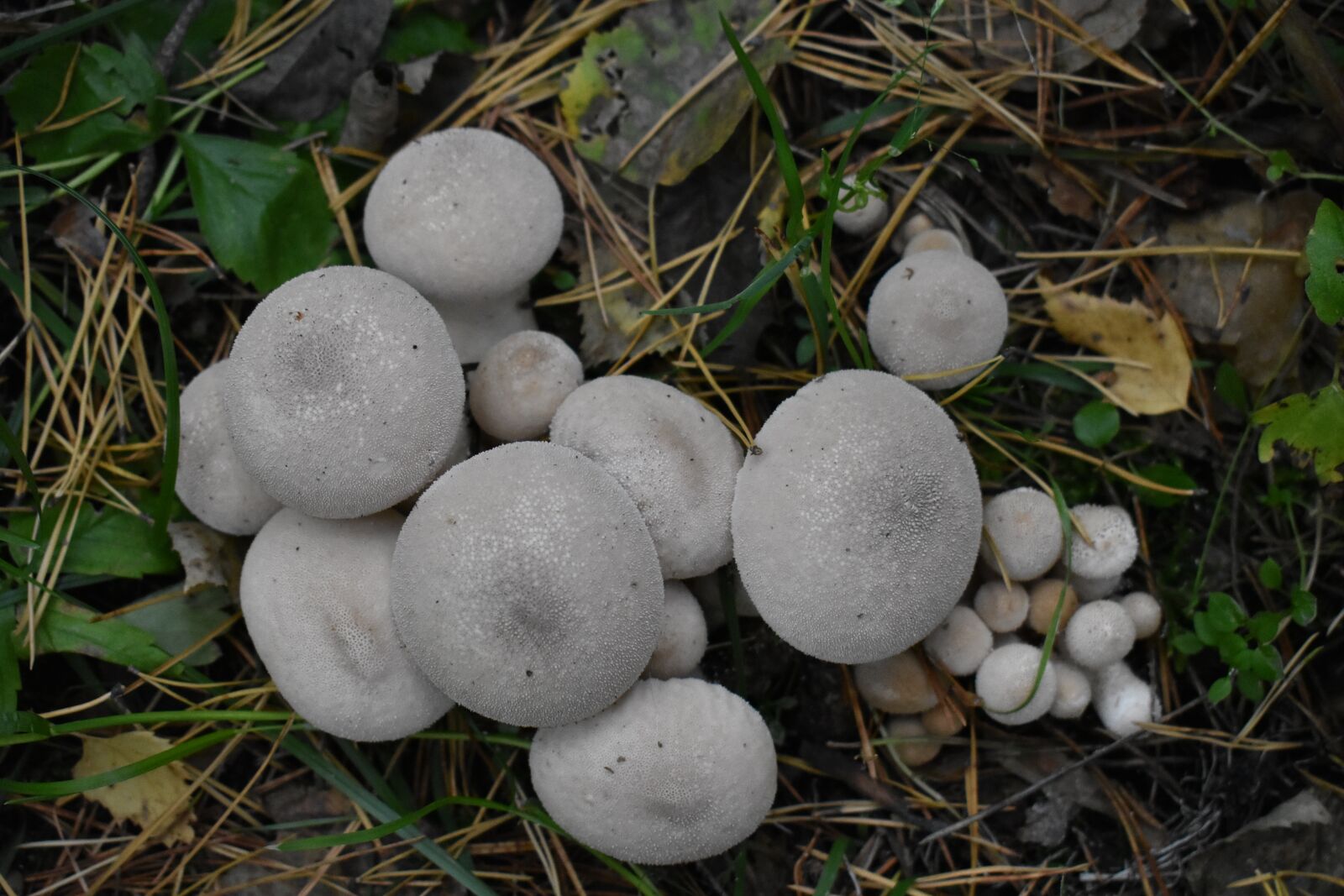 Nikon D3400 sample photo. Mushrooms, rain cover, forest photography
