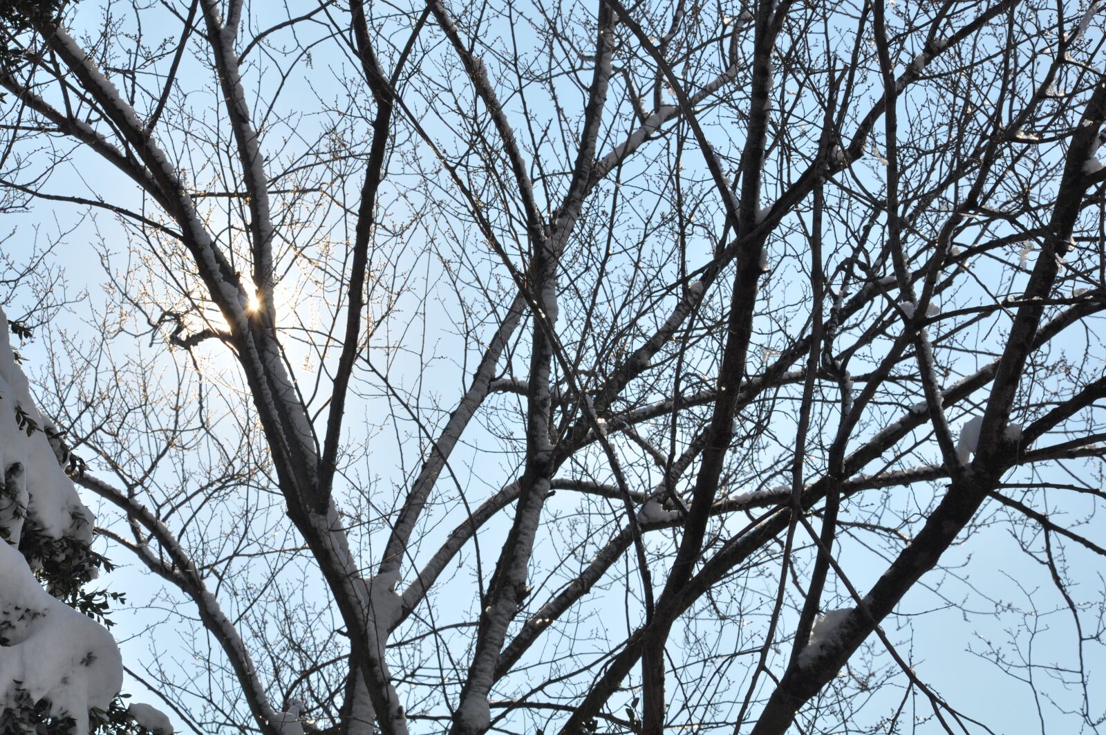 Nikon D90 sample photo. Snow, cold, frozen photography