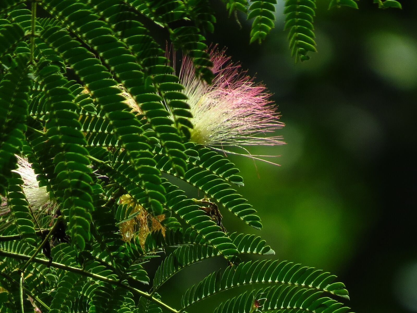 Canon PowerShot SX50 HS sample photo. Mimosa, pink, tree photography
