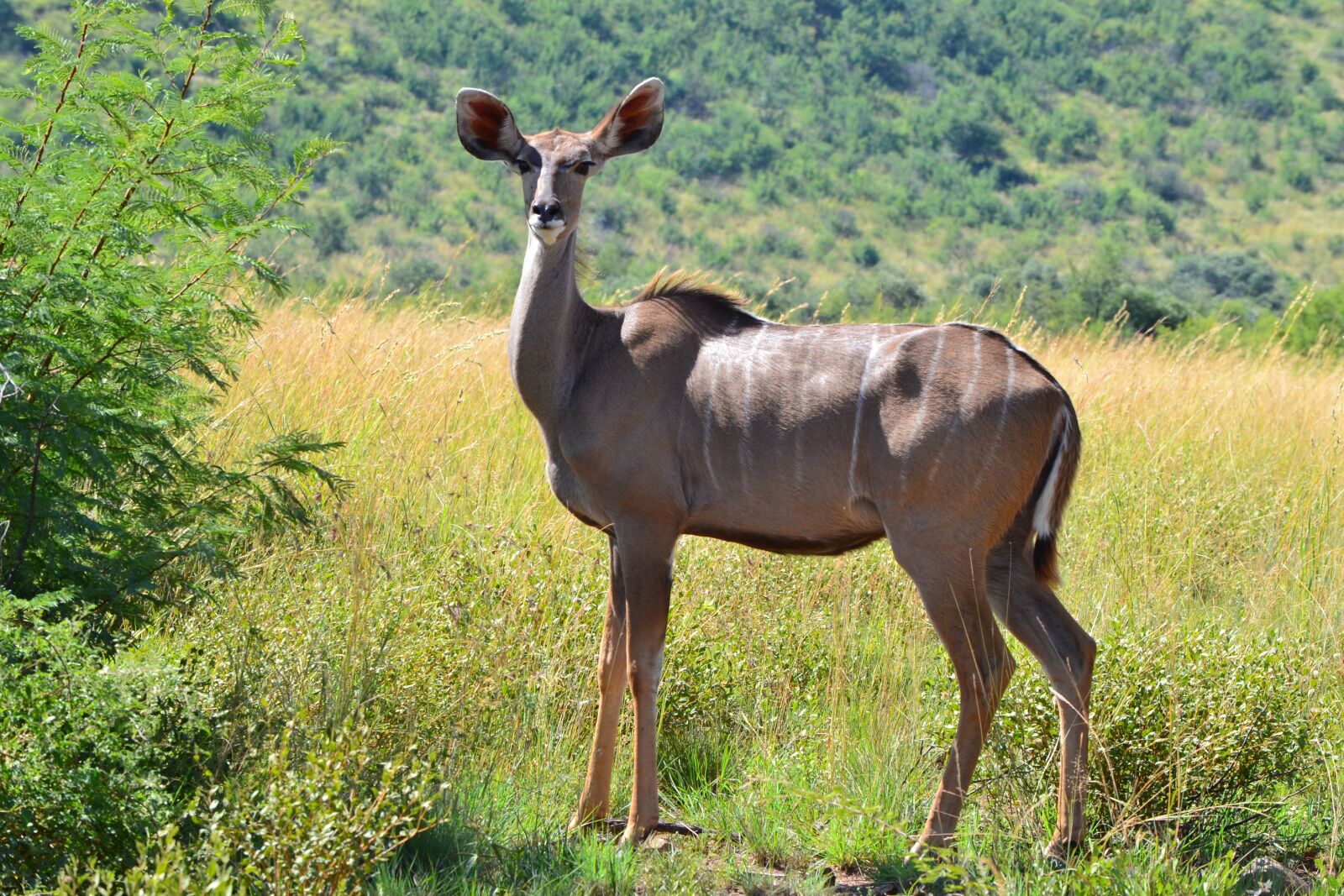 Nikon D3100 sample photo. Kudu, stripes, pose photography