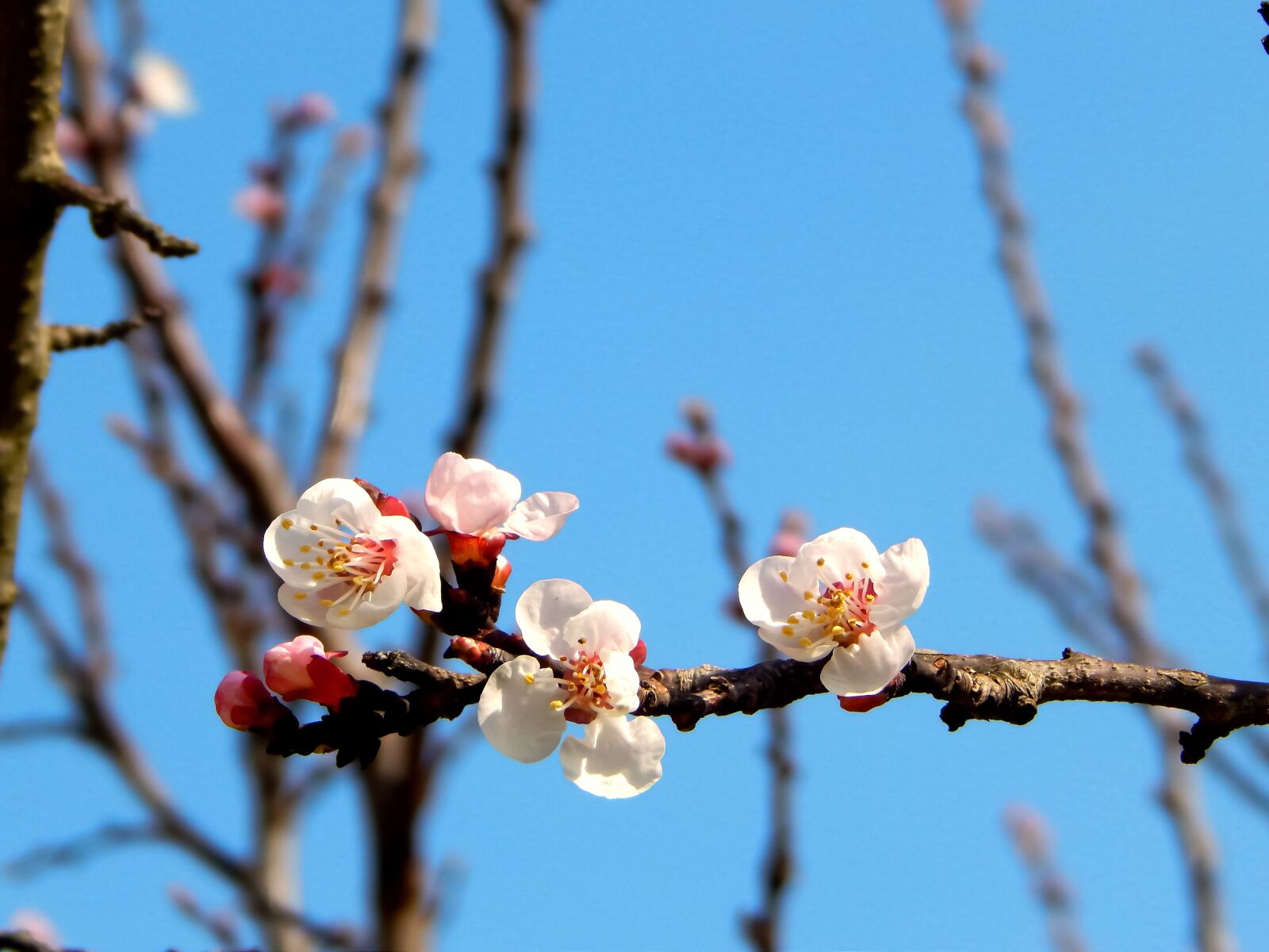 Nikon Coolpix L820 sample photo. Flowers, nature, open photography