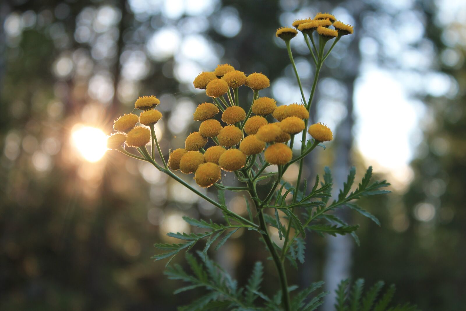 Canon EOS 1100D (EOS Rebel T3 / EOS Kiss X50) sample photo. Flower, nature, of course photography