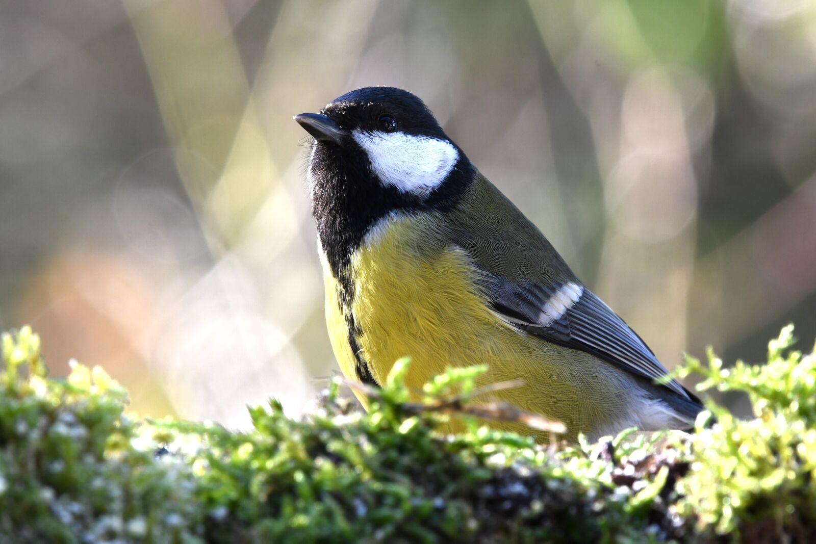 Nikon D7500 sample photo. Titmouse, bird, forest photography