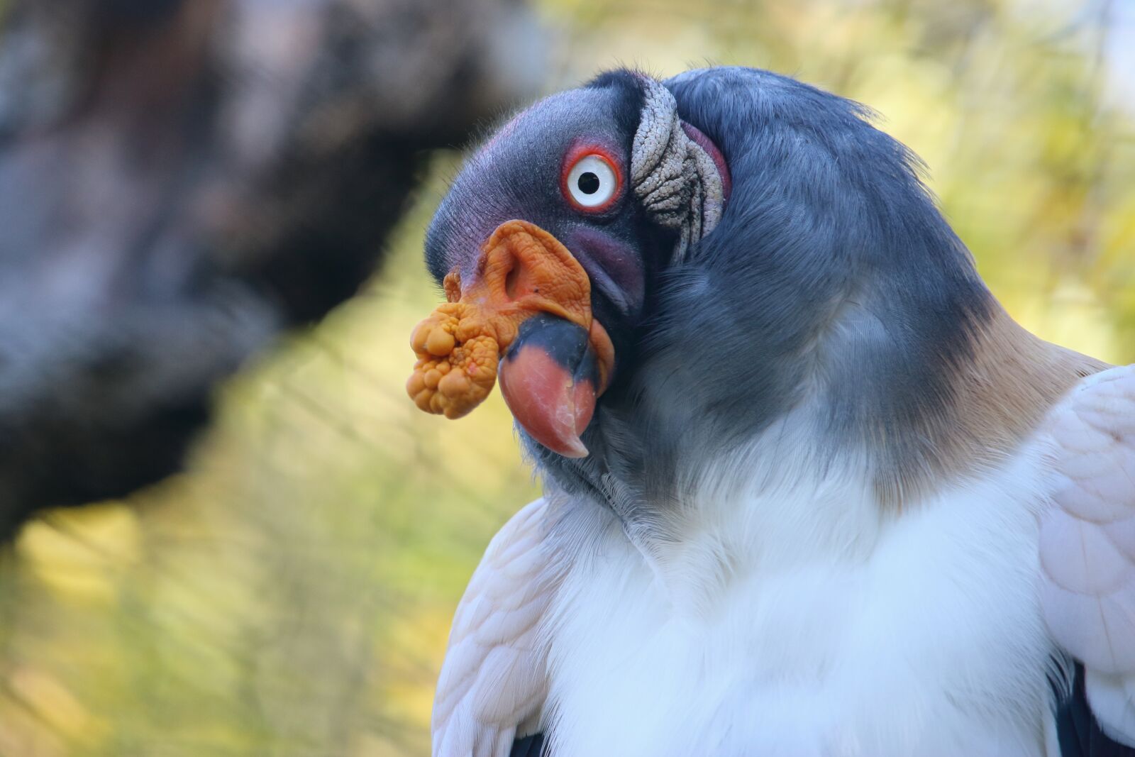 Canon EOS 600D (Rebel EOS T3i / EOS Kiss X5) + Canon EF-S 55-250mm F4-5.6 IS STM sample photo. King vulture, bird, colorful photography
