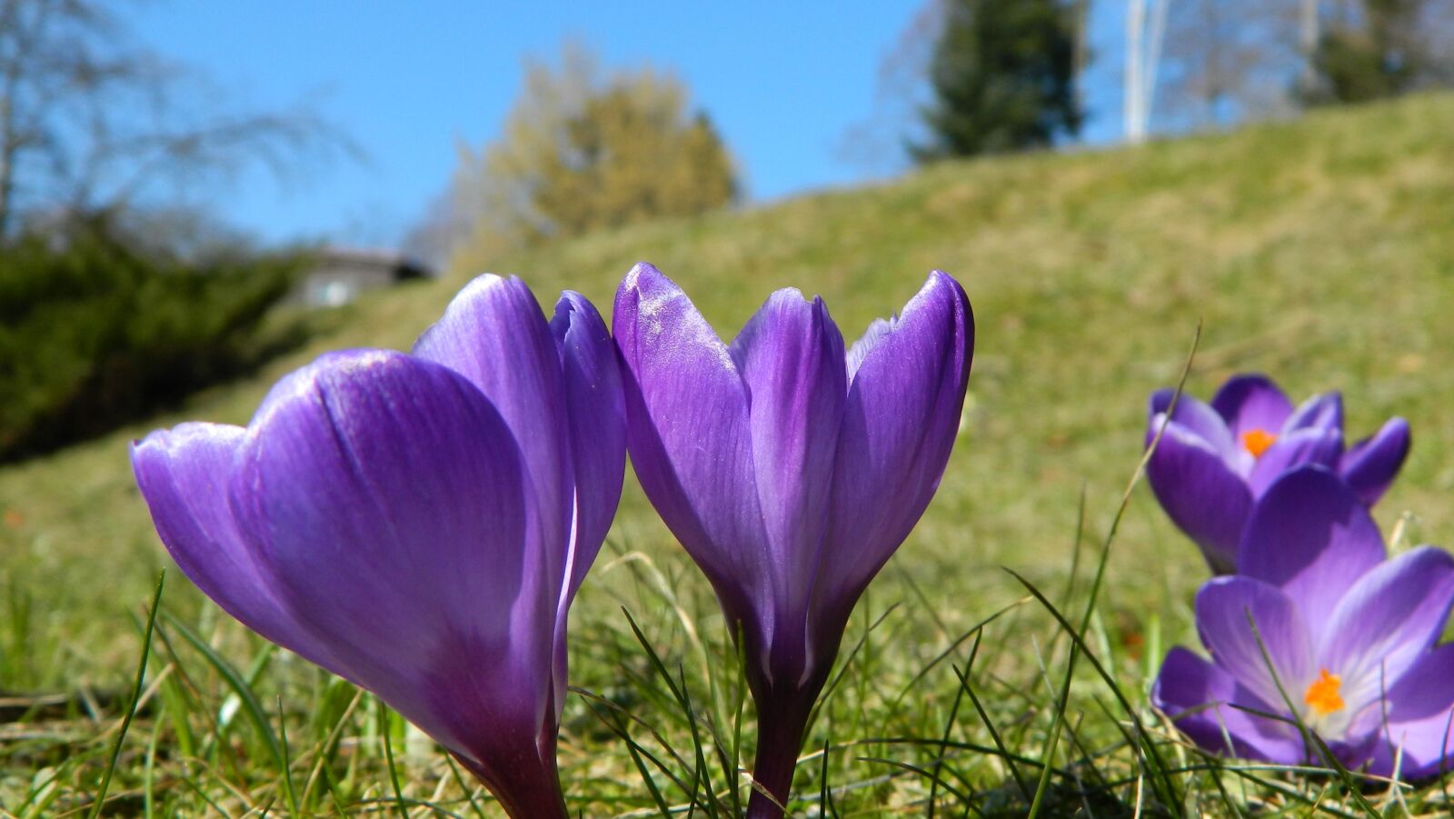 Nikon Coolpix L120 sample photo. Spring, flowers, nature photography