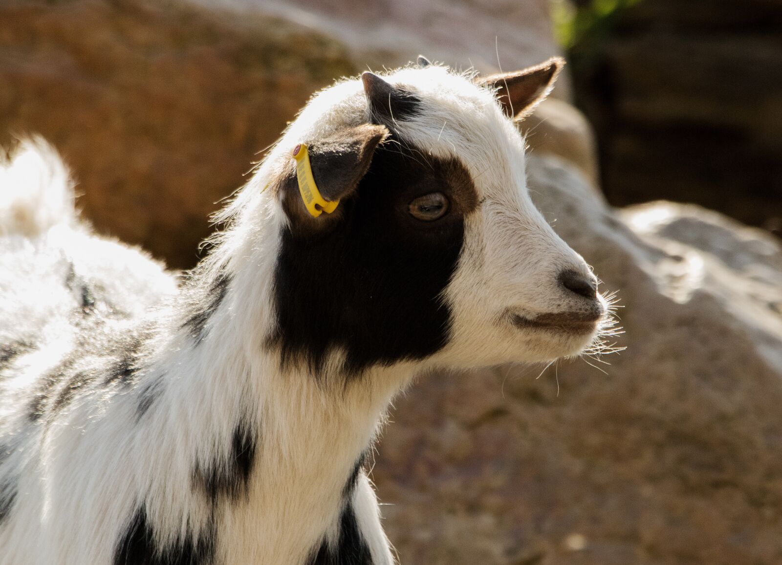 Canon EOS 80D sample photo. Goat, zoo, domestic goat photography