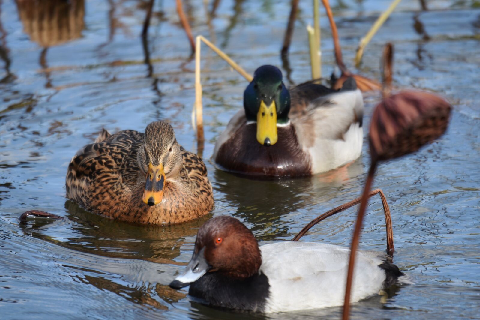 Nikon D7200 sample photo. Animal, pond, water photography
