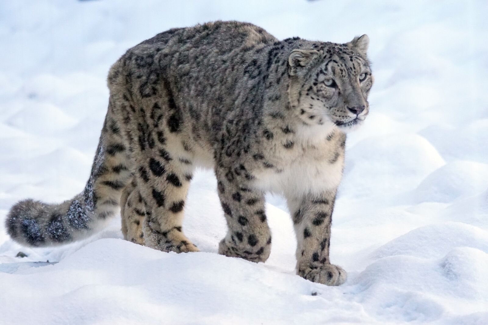 Sony 70-400mm F4-5.6 G SSM sample photo. Snow leopard, predator, big photography