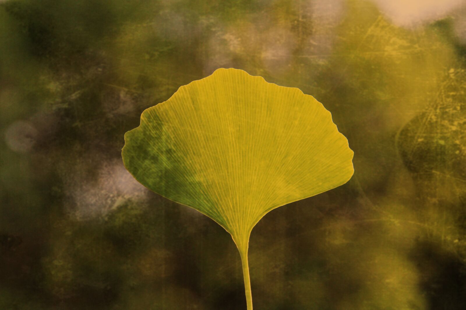 Canon EOS 2000D (EOS Rebel T7 / EOS Kiss X90 / EOS 1500D) sample photo. Ginko, ginkgo leaf, ginko photography