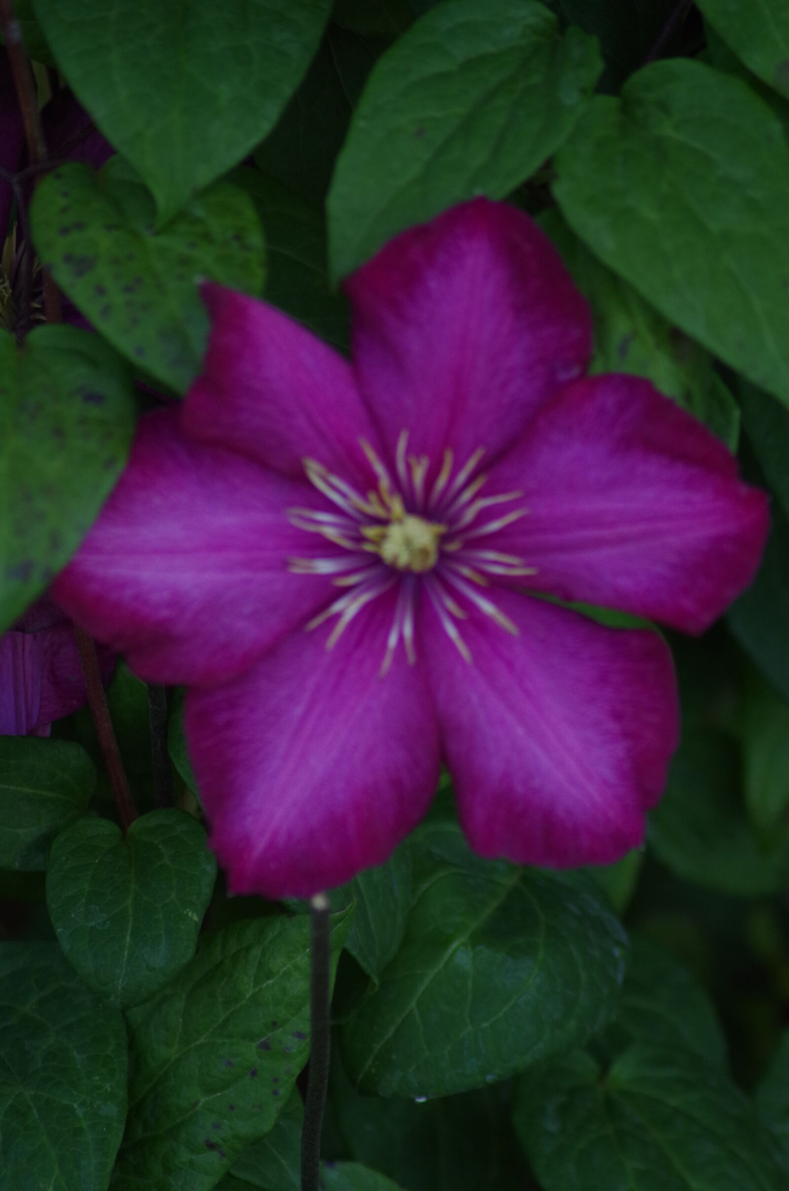 Pentax K-30 sample photo. Clematis, flower, floral photography