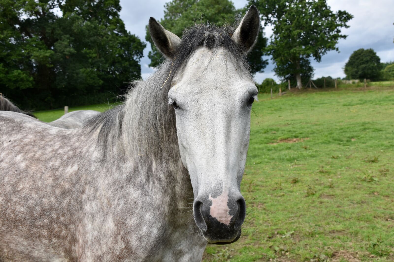 Nikon D5600 sample photo. Horse, equine, horseback riding photography