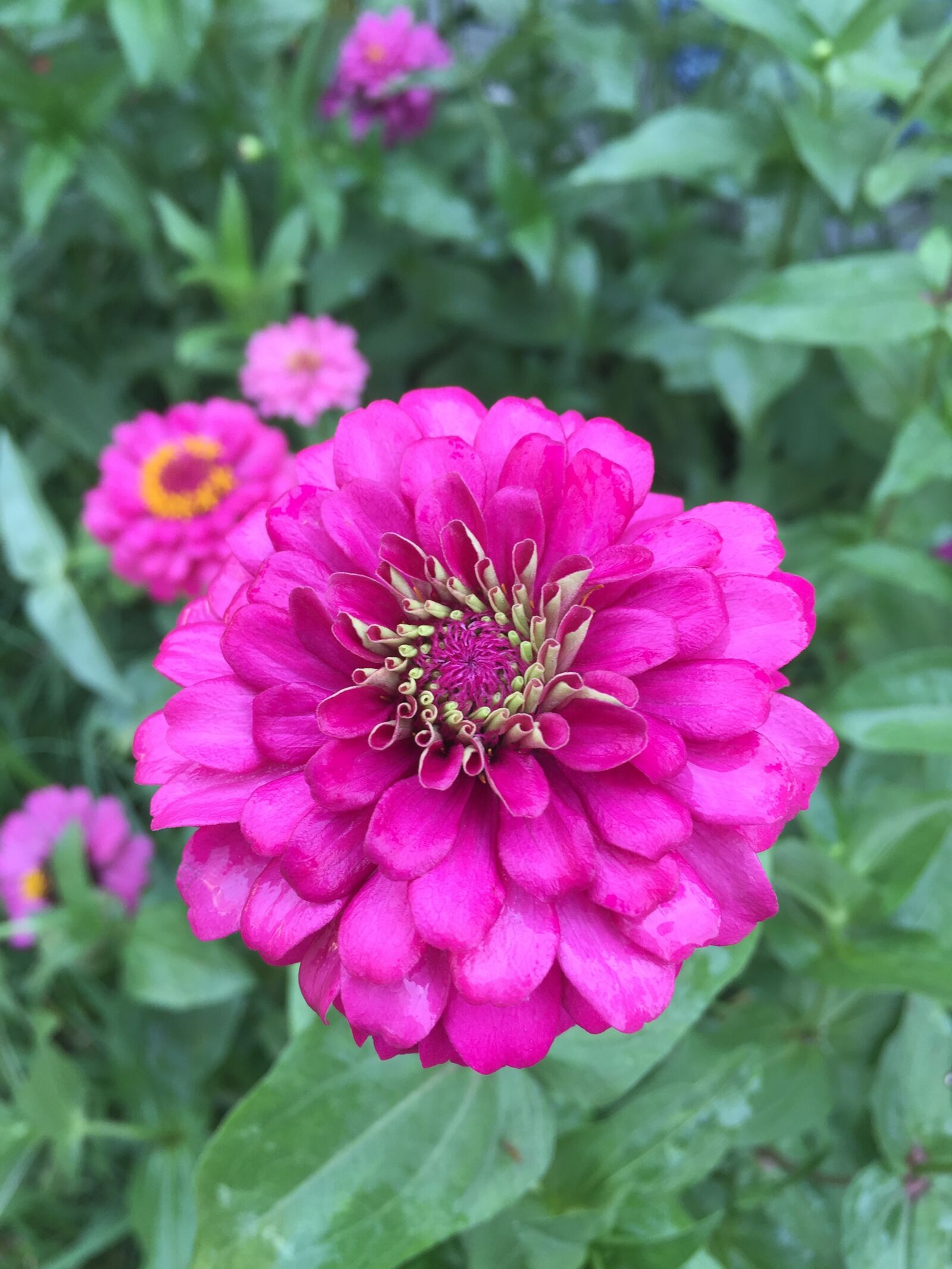 iPhone 6 back camera 4.15mm f/2.2 sample photo. Pink flower, flower, nature photography