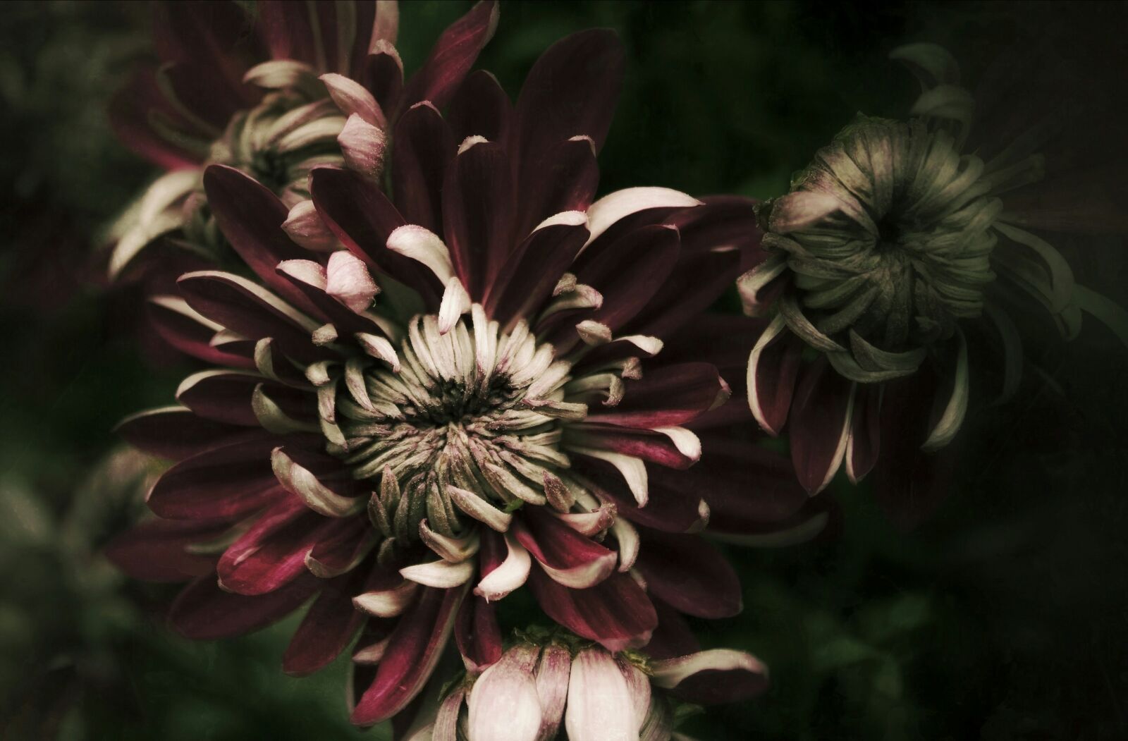 Canon EOS 550D (EOS Rebel T2i / EOS Kiss X4) sample photo. Chrysanthemum, autumn, violet photography