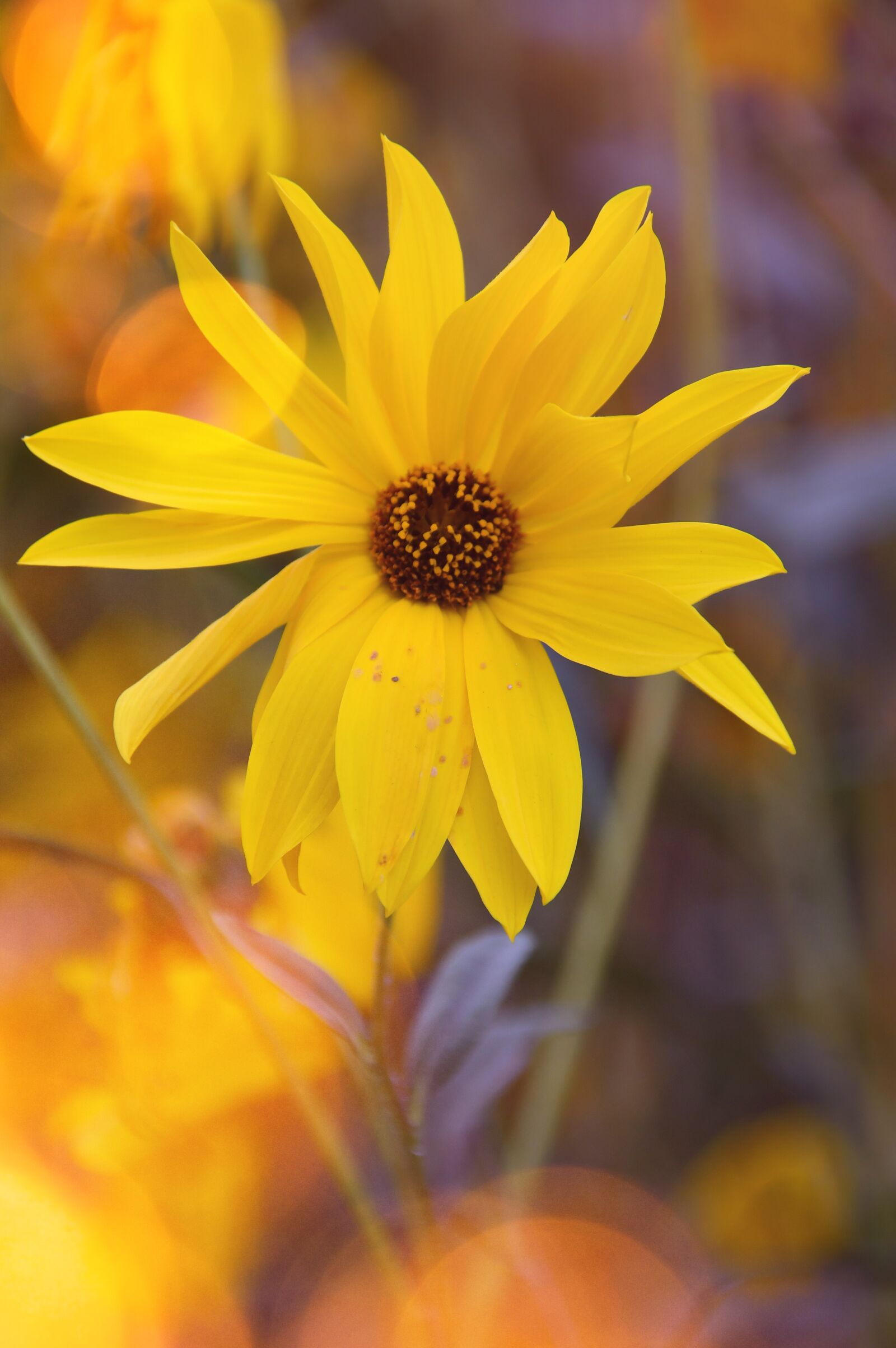Nikon D3200 sample photo. Yellow flower, yellow, autumn photography