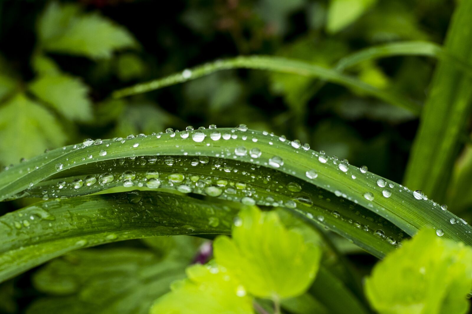 Canon EOS 60D + Canon EF 50mm F1.8 II sample photo. Macro, nature, leaves photography