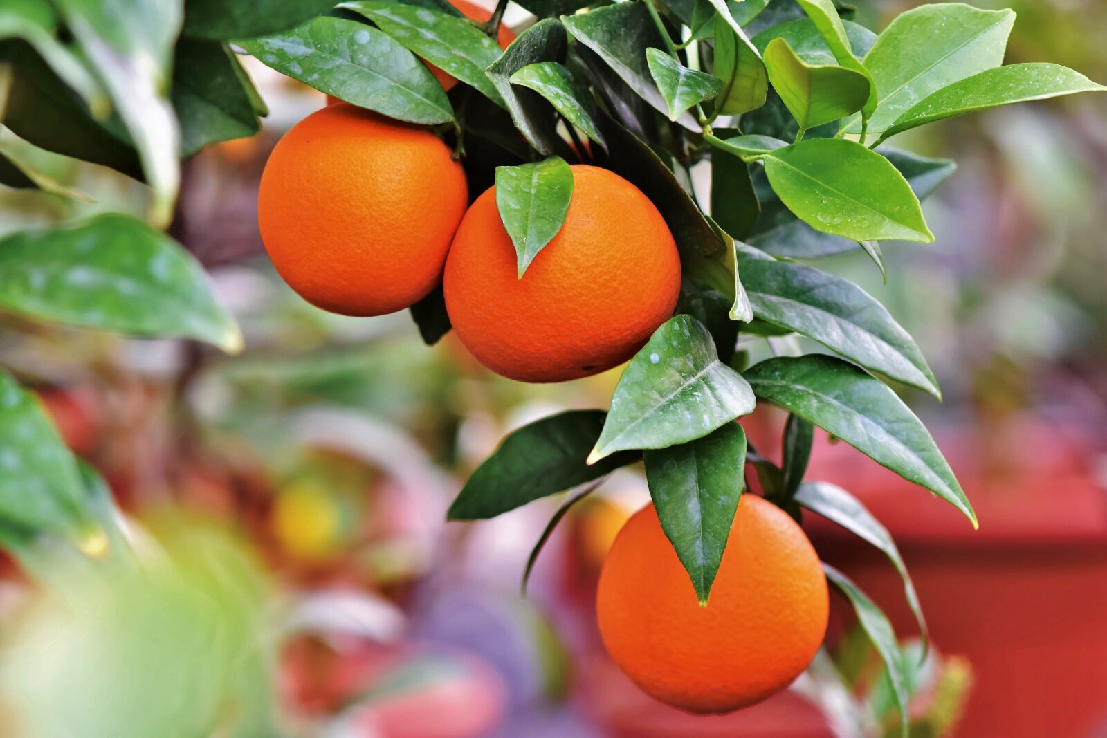 Nikon D7200 sample photo. Orange, orange tree, citrus photography