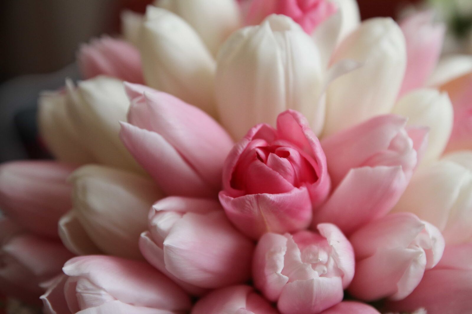 Canon EOS 7D sample photo. Bouquet, petals, pink, tulips photography