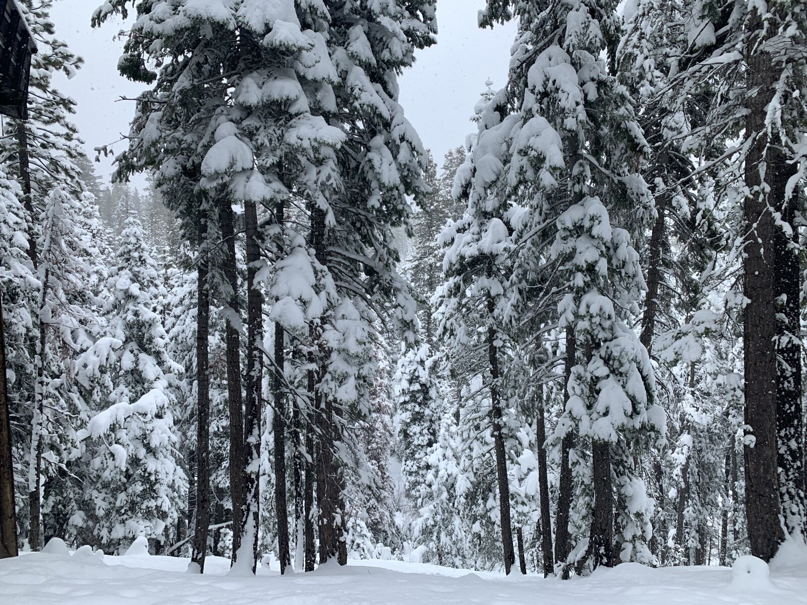 iPhone XS back dual camera 4.25mm f/1.8 sample photo. Winter, snow, redwoods photography