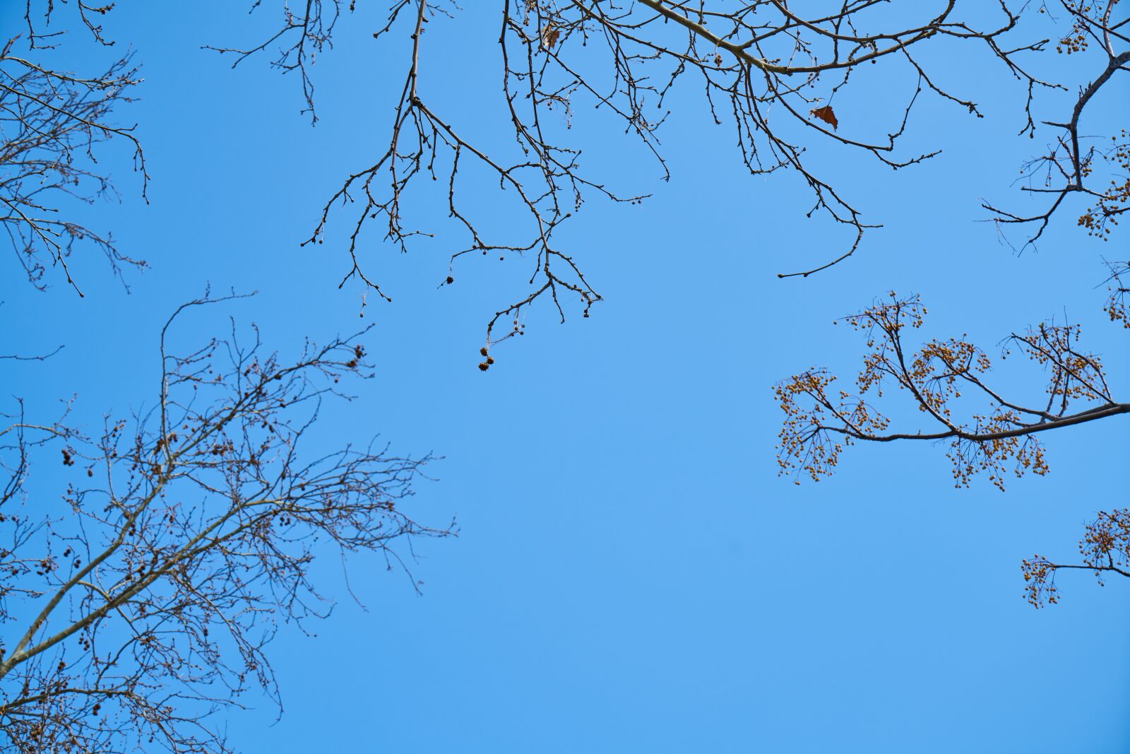 Sony a7R II sample photo. Tree, branches, sky photography