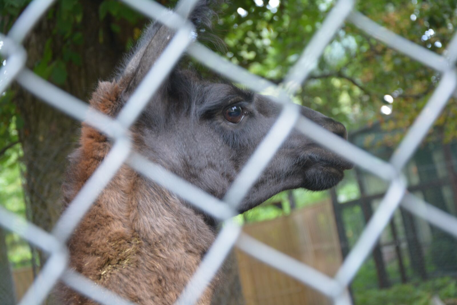 Nikon D5200 sample photo. Animal, park, nature photography