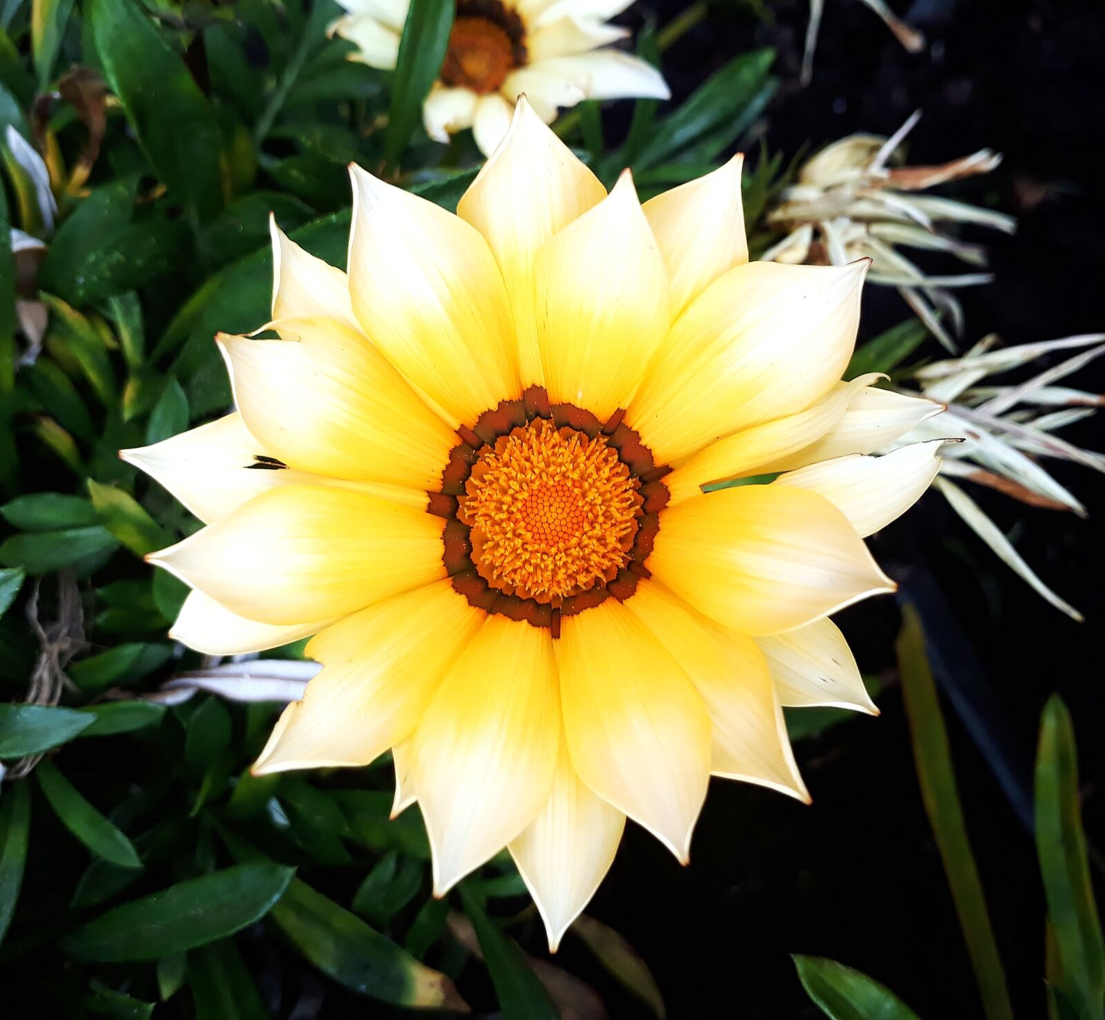 Samsung Galaxy J5 Prime sample photo. Flower, yellow, yellow flower photography