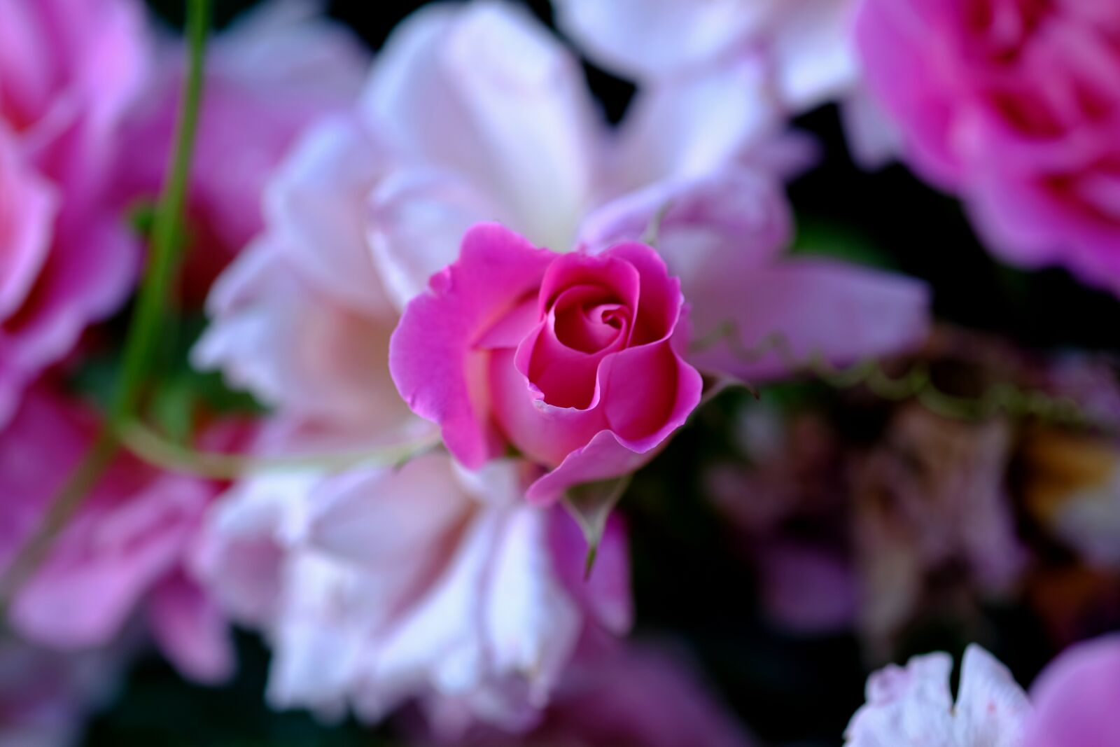 Fujifilm X-T20 sample photo. Rose, pink, pink rose photography