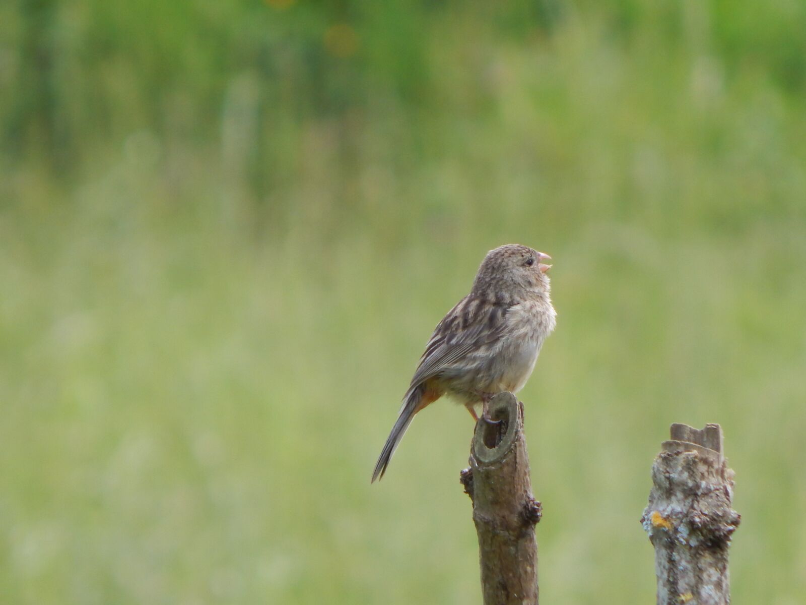 Nikon Coolpix L830 sample photo. Birds, countryside, nature photography