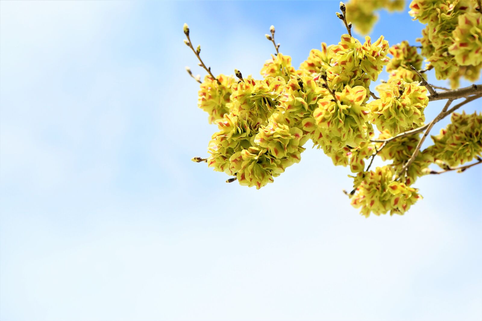 Canon EOS 5D Mark III sample photo. Flower, nature, plant photography