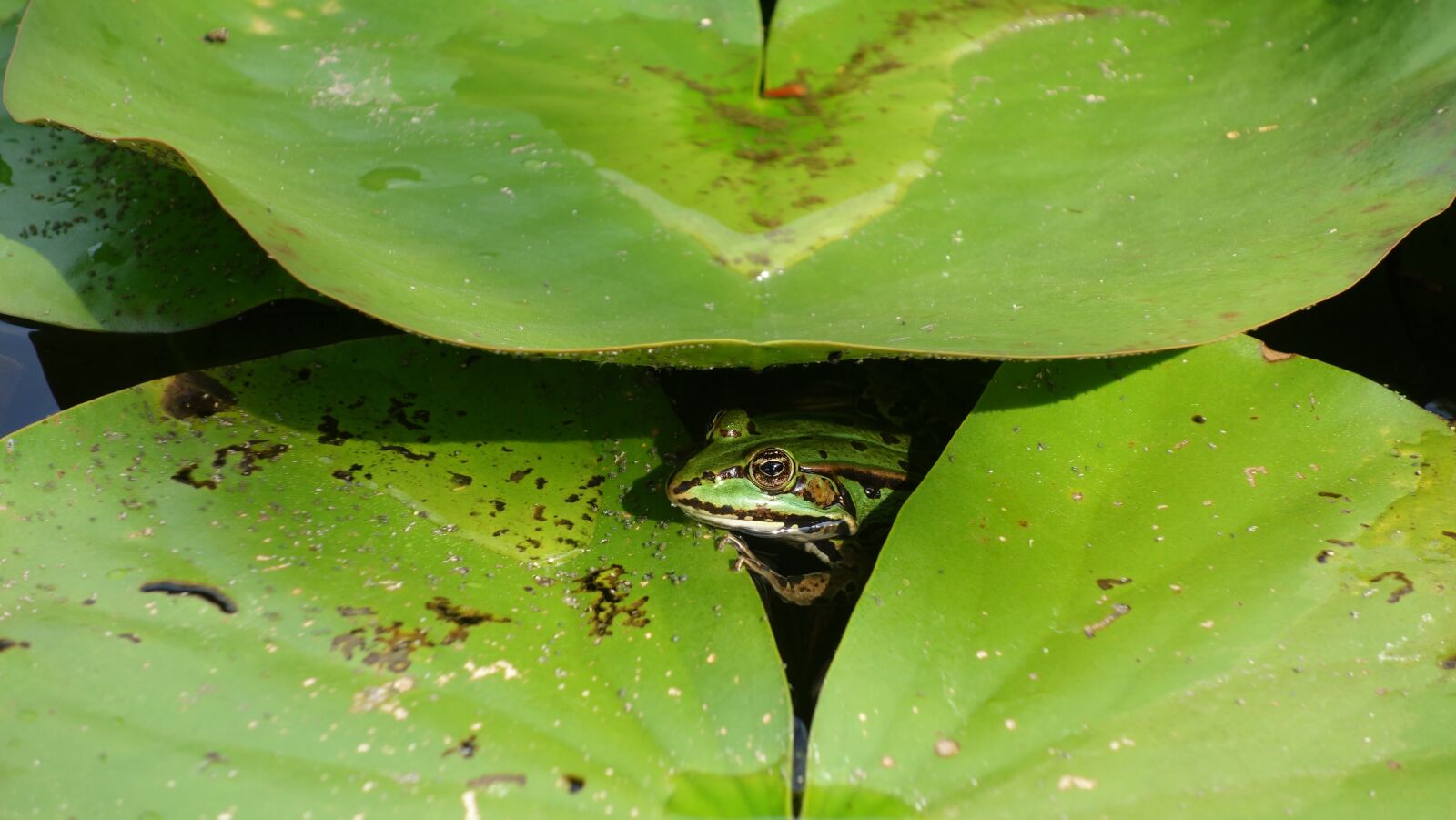 Sony Cyber-shot DSC-RX100 sample photo. Frog, amphibian, water lily photography