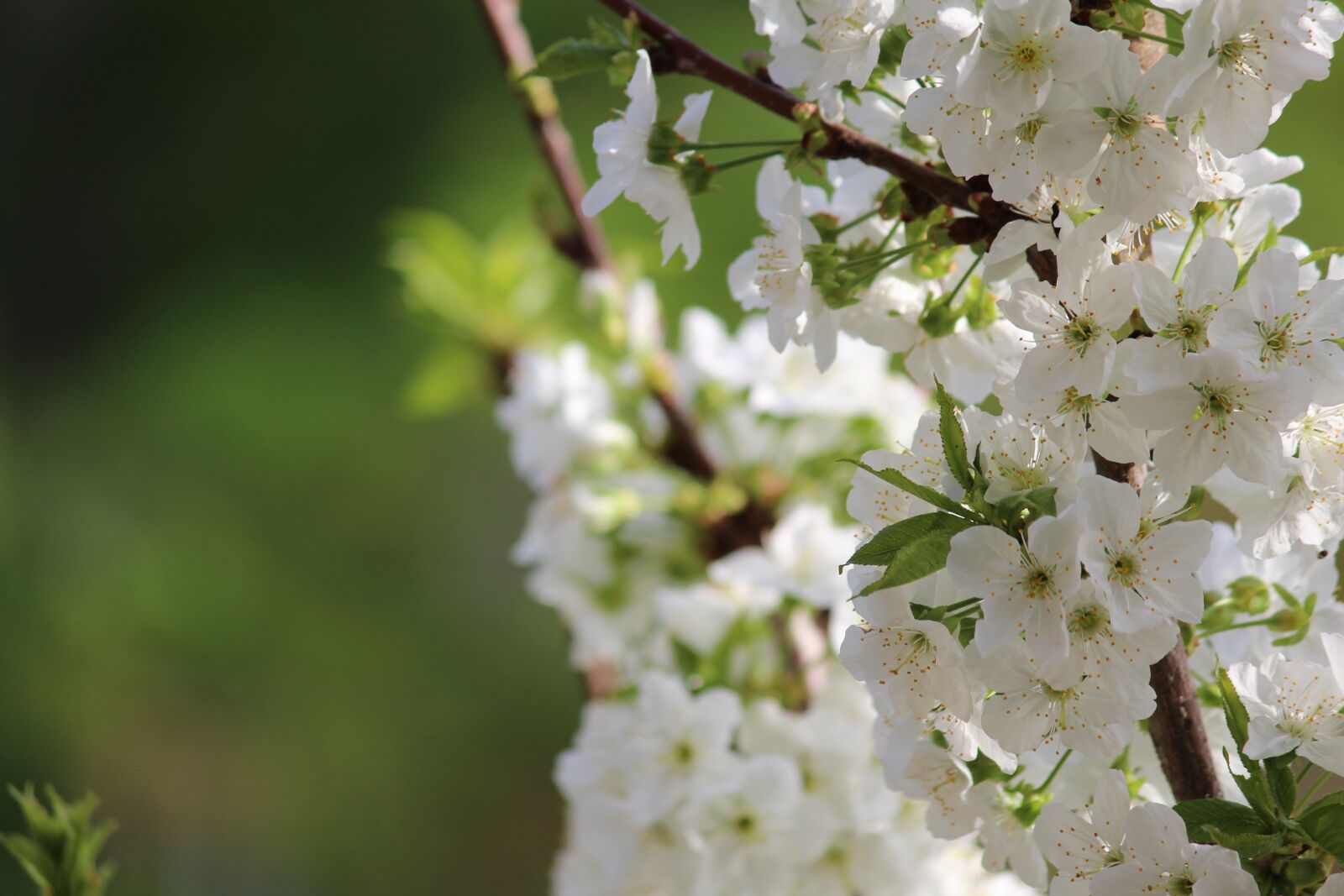 Canon EOS 600D (Rebel EOS T3i / EOS Kiss X5) sample photo. Flower, nature, plant photography