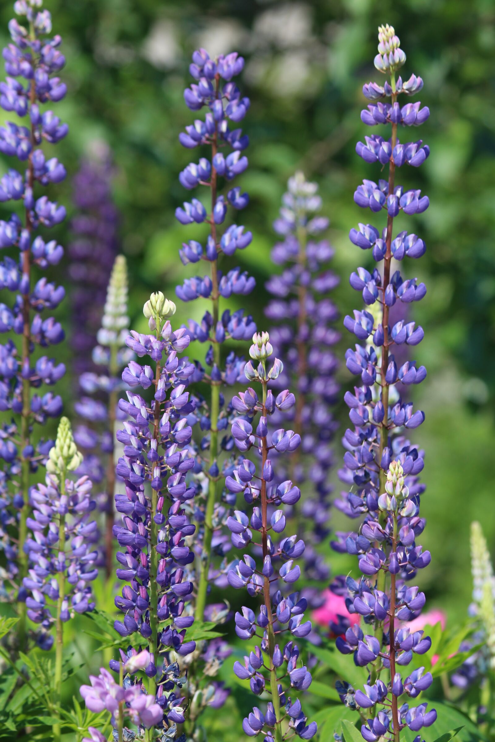 Canon EOS 650D (EOS Rebel T4i / EOS Kiss X6i) sample photo. Lupine, flower, nature photography