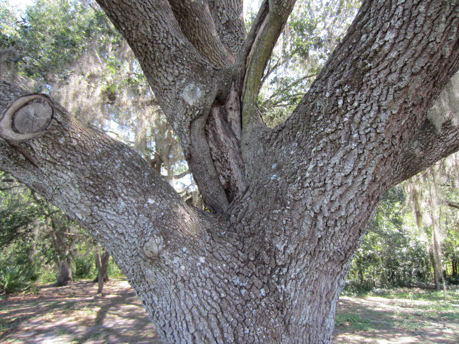 Canon PowerShot ELPH 300 HS (IXUS 220 HS / IXY 410F) sample photo. Albero, old, parco, park photography