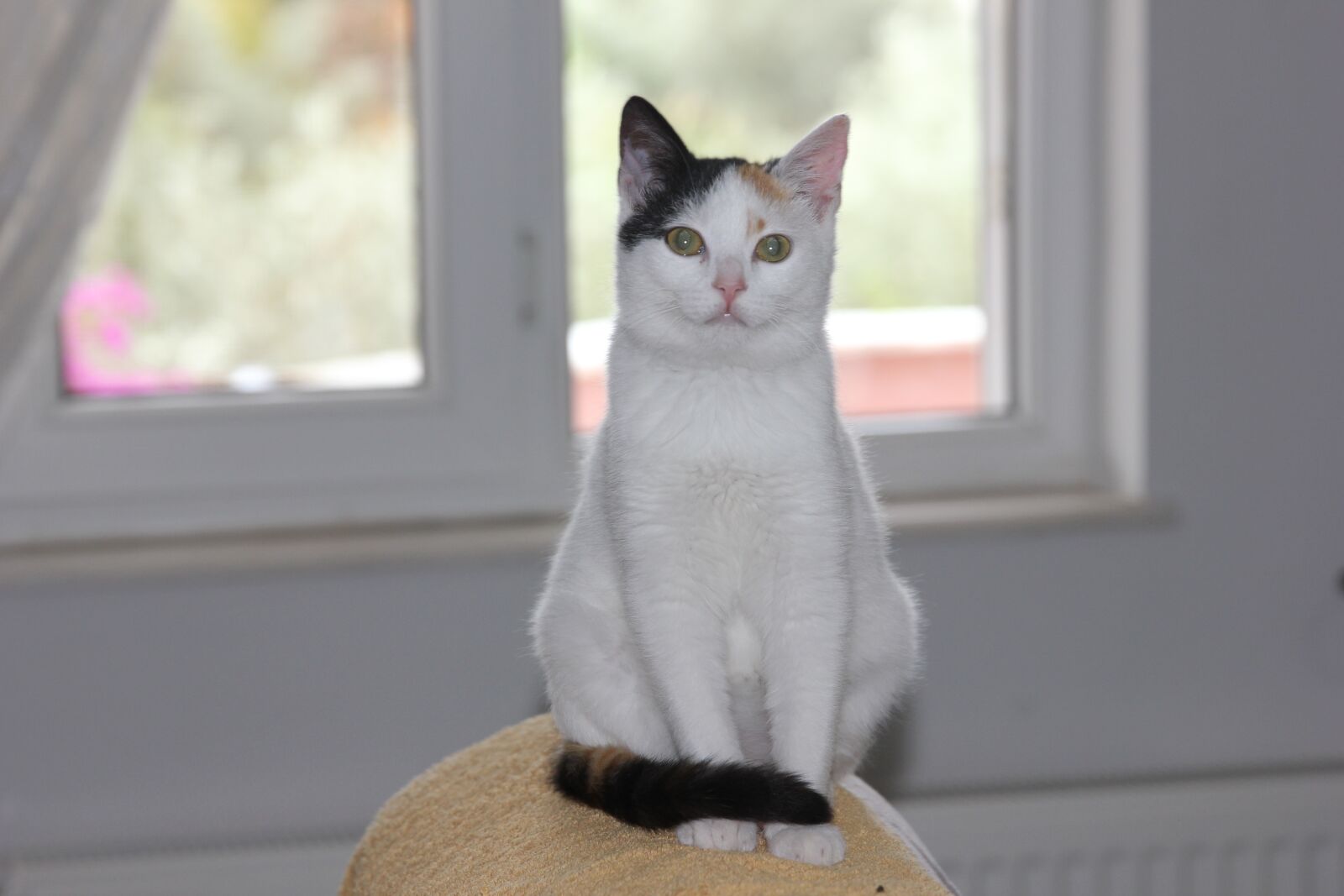 Canon EOS 550D (EOS Rebel T2i / EOS Kiss X4) sample photo. Cat, my cat, cute photography