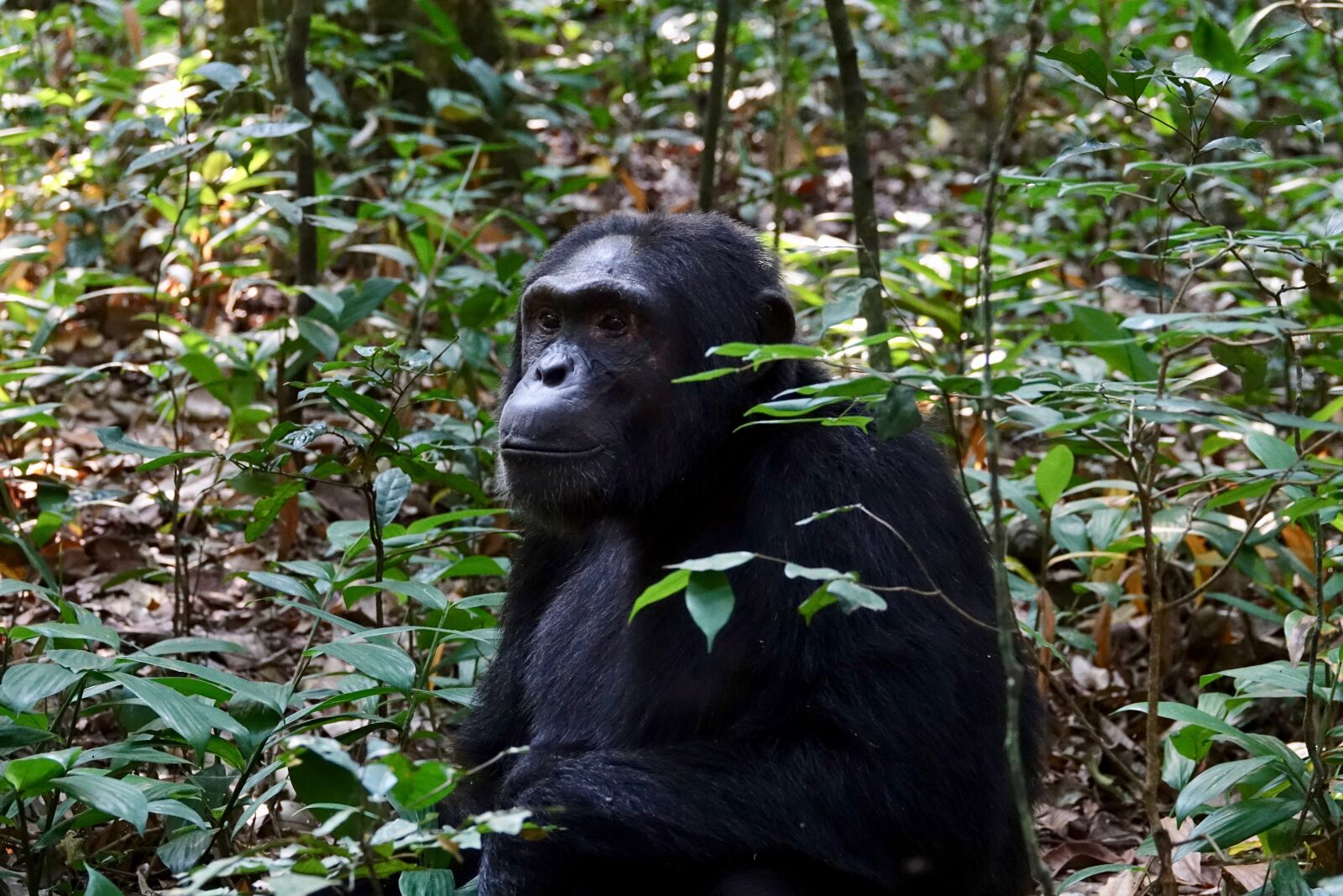 Sony Cyber-shot DSC-RX10 III sample photo. Primate, monkey, wood photography