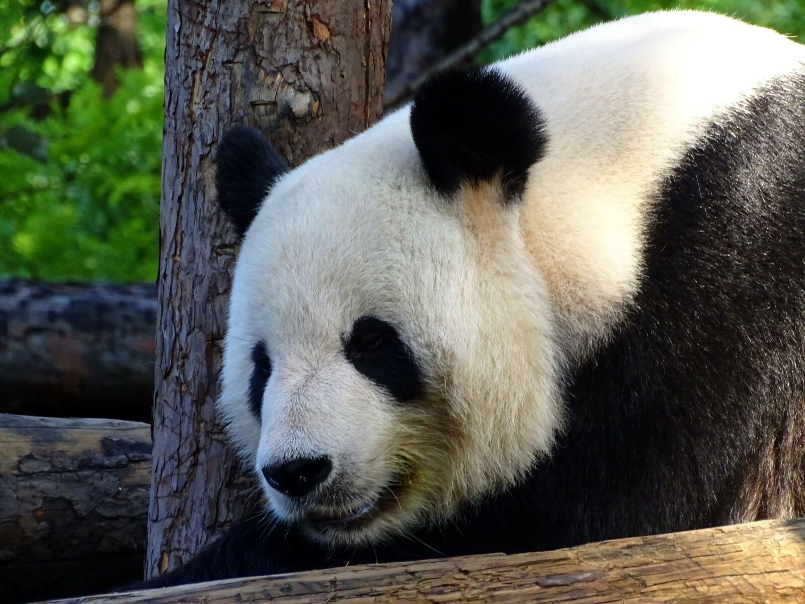 Sony Cyber-shot DSC-HX400V sample photo. Panda, bear, zoo photography