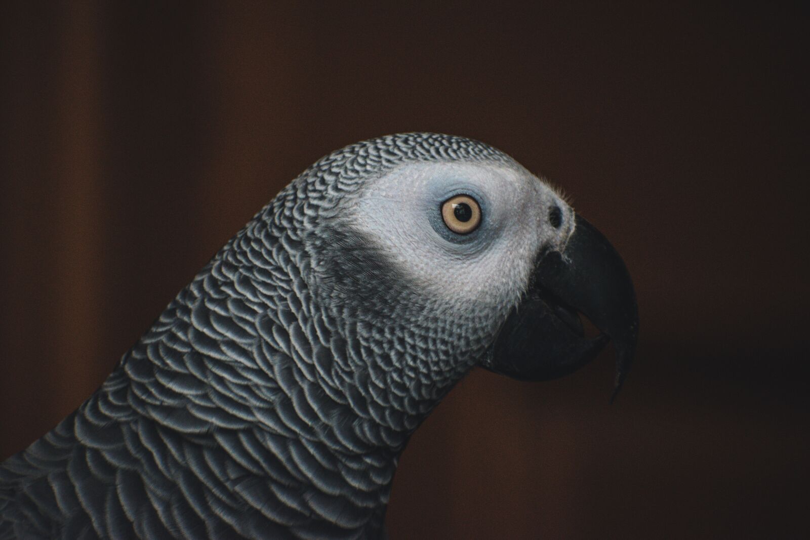 Nikon D3500 sample photo. Gray parrot, parrot, bird photography