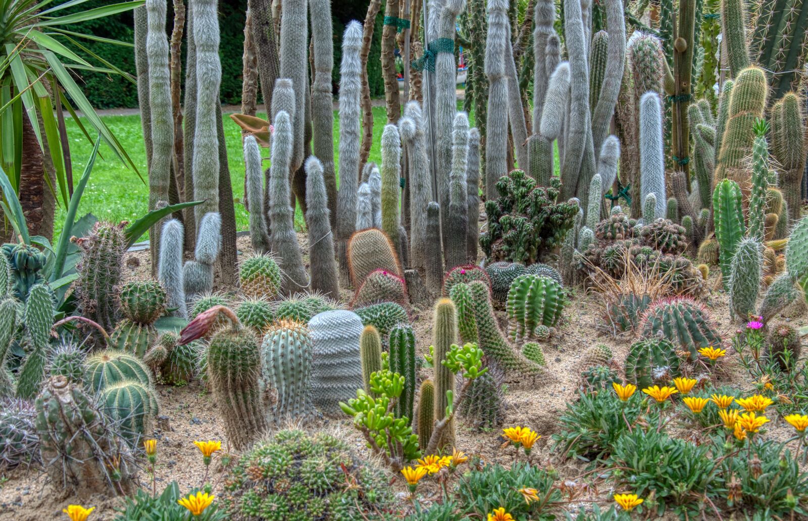 Nikon D5000 sample photo. Cactus, plant, cactaceae photography