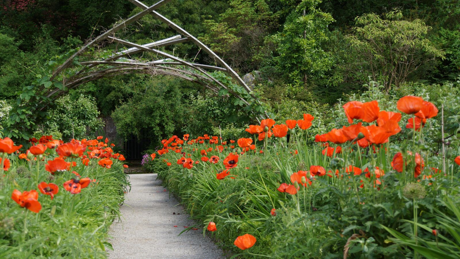 DT 18-270mm F3.5-6.3 SSM sample photo. Poppy, garden design, away photography