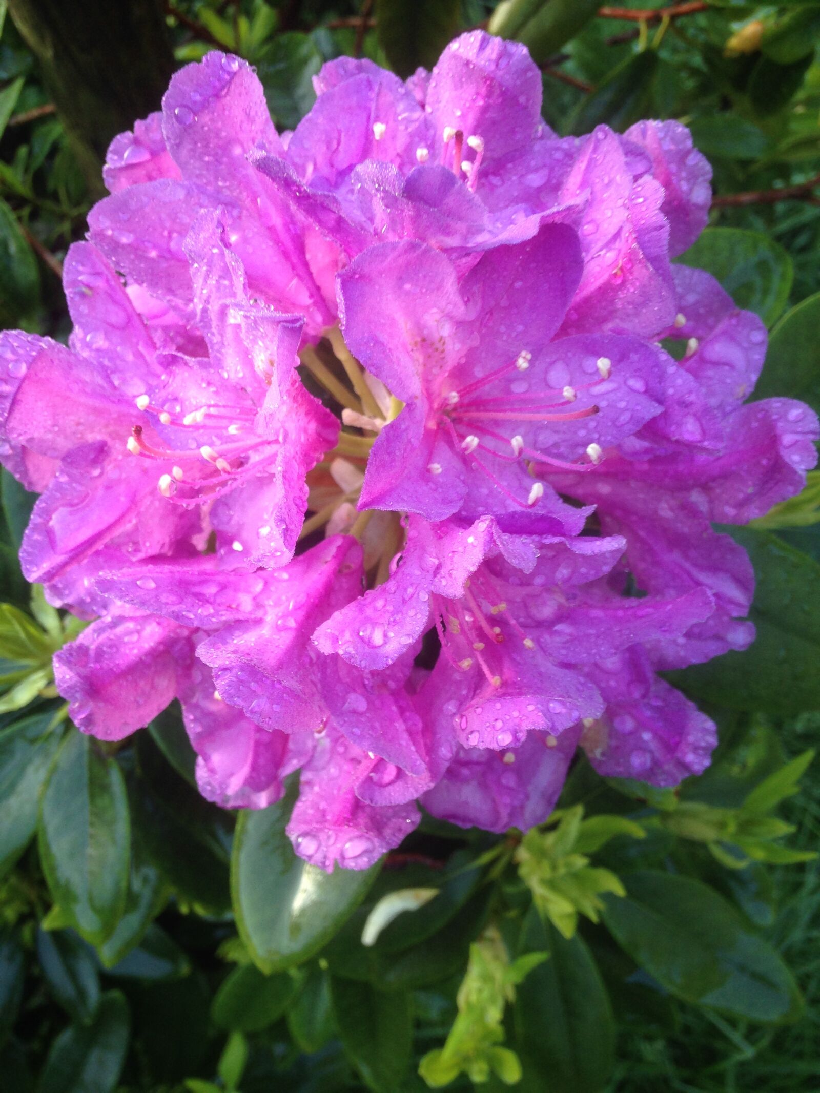 iPhone 5c back camera 4.12mm f/2.4 sample photo. Flower, pink, purple photography